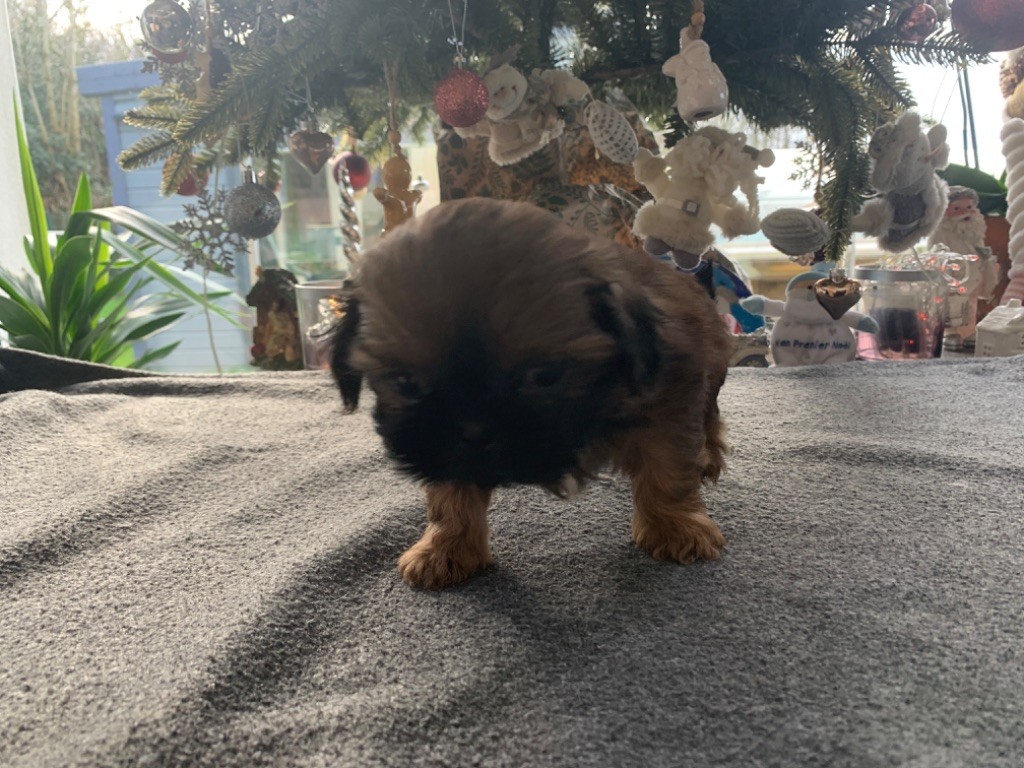 Angelina Melchior - Chiots disponibles - Shih Tzu