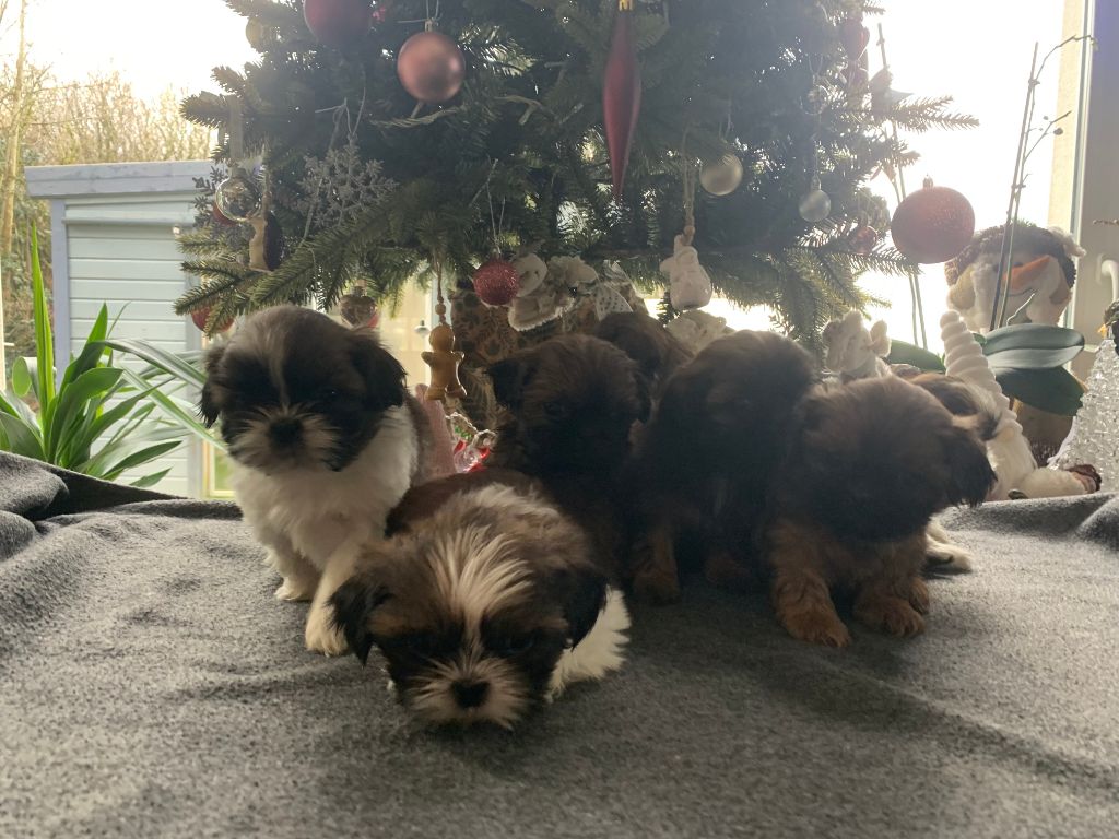 Chiot Shih Tzu Angelina Melchior